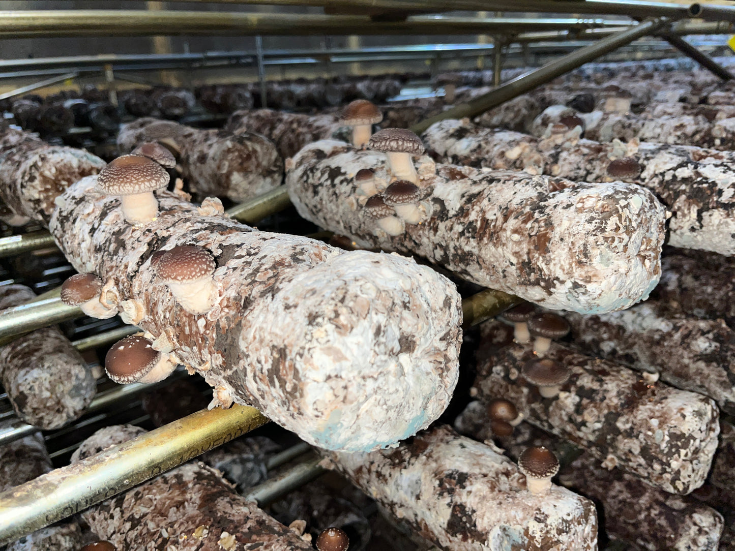 Shiitake Mushroom Grow Kit