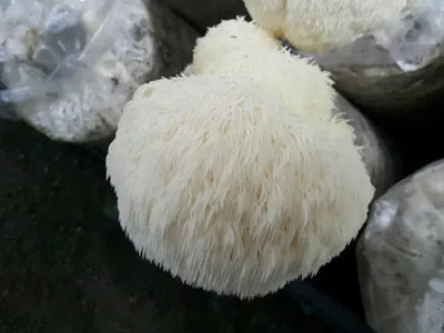 Lion's Mane Mushroom Grow Kit