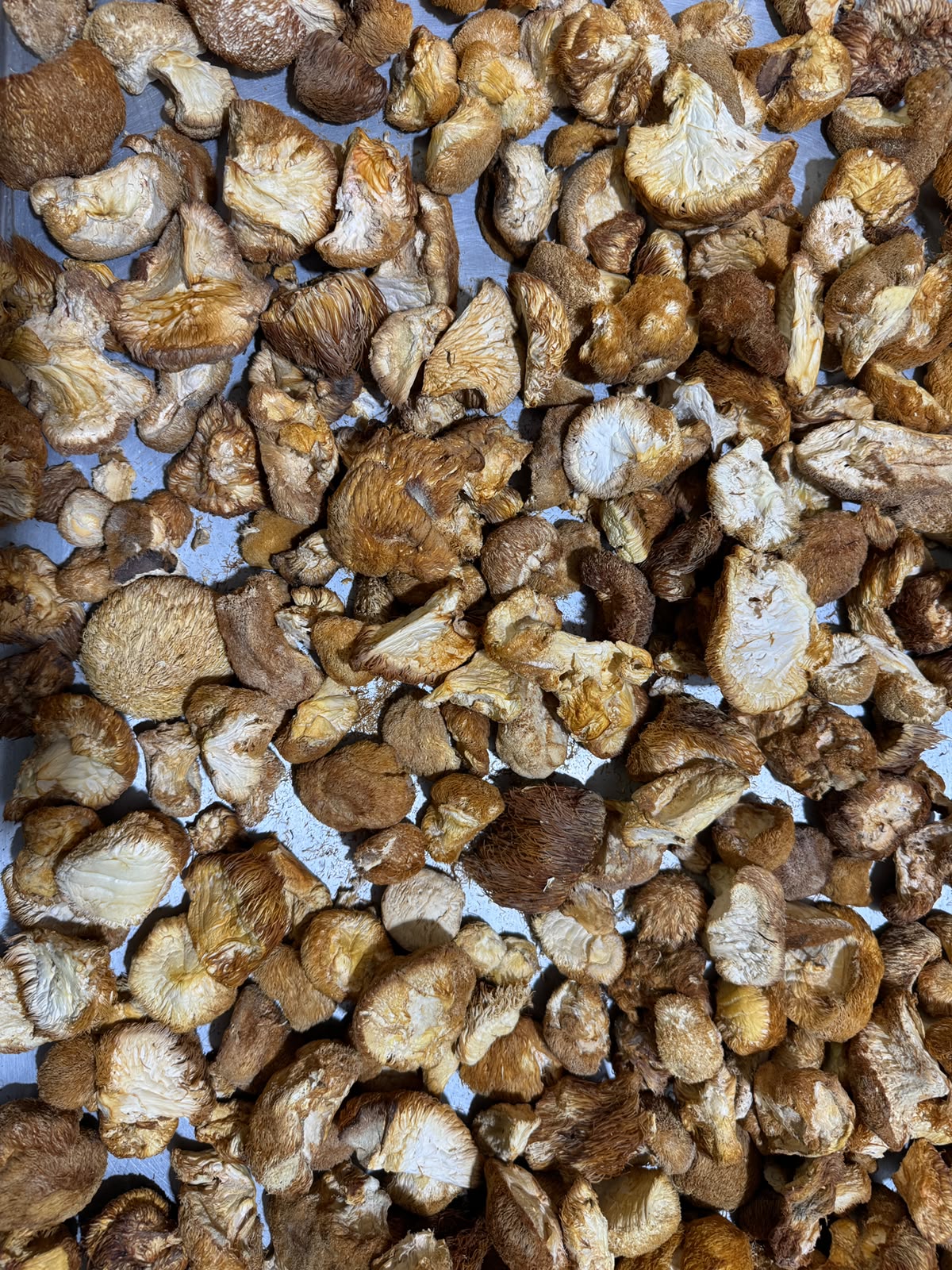 Bulk Dried Lions Mane Mushrooms (1 lbs bag)