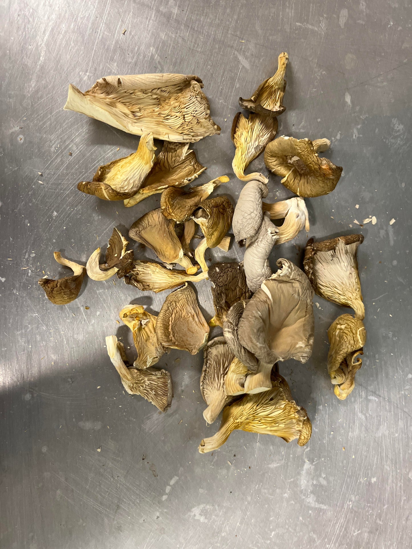 Bulk Dried Oyster Mushrooms (1 lb bag)